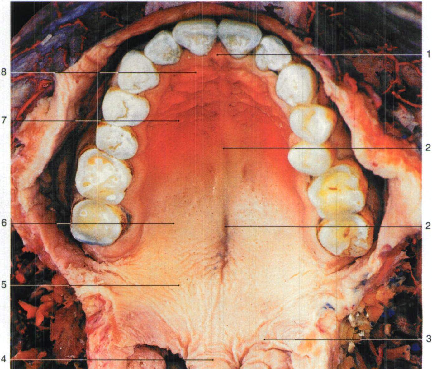 腭垂uvula5软腭softpalate6硬腭腺区glandalregionofhardpalate7